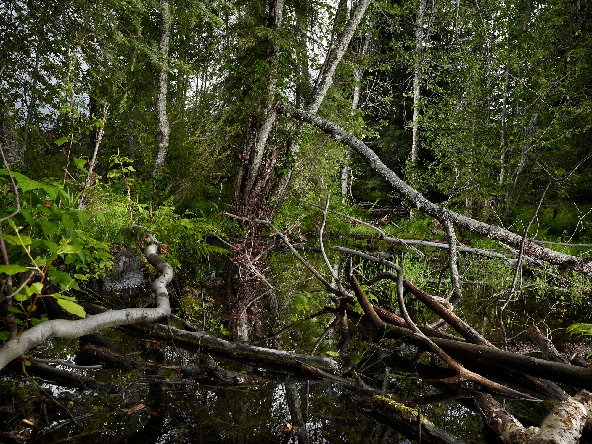 The Tree Planters–Enchanted Forests #03