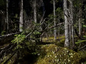 The Tree Planters–Enchanted Forests #06