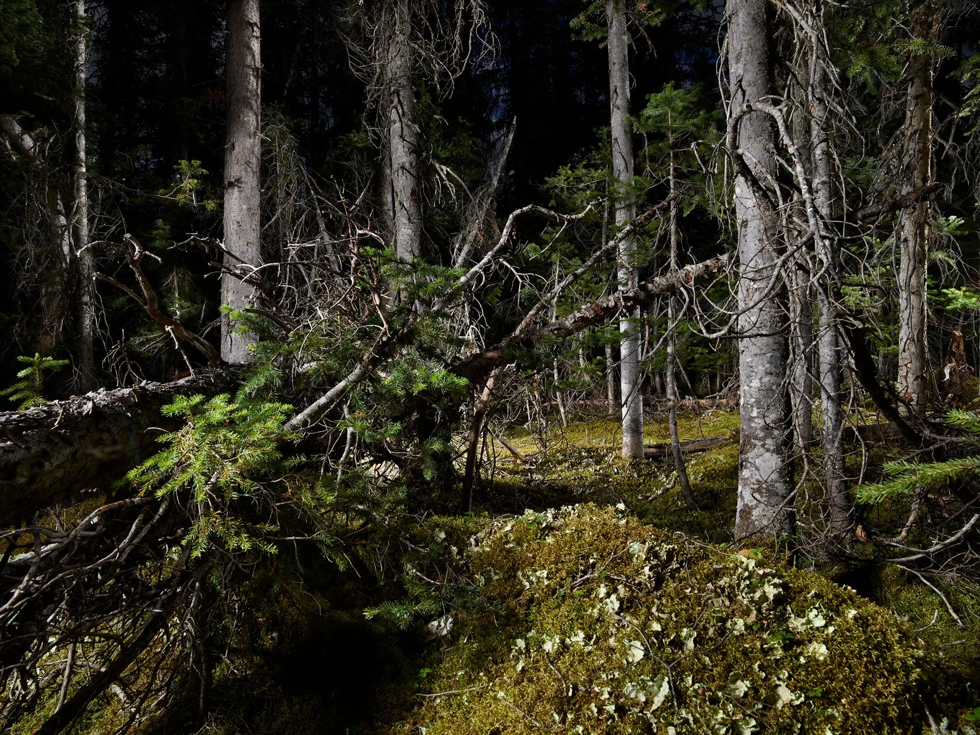 The Tree Planters–Enchanted Forests #06