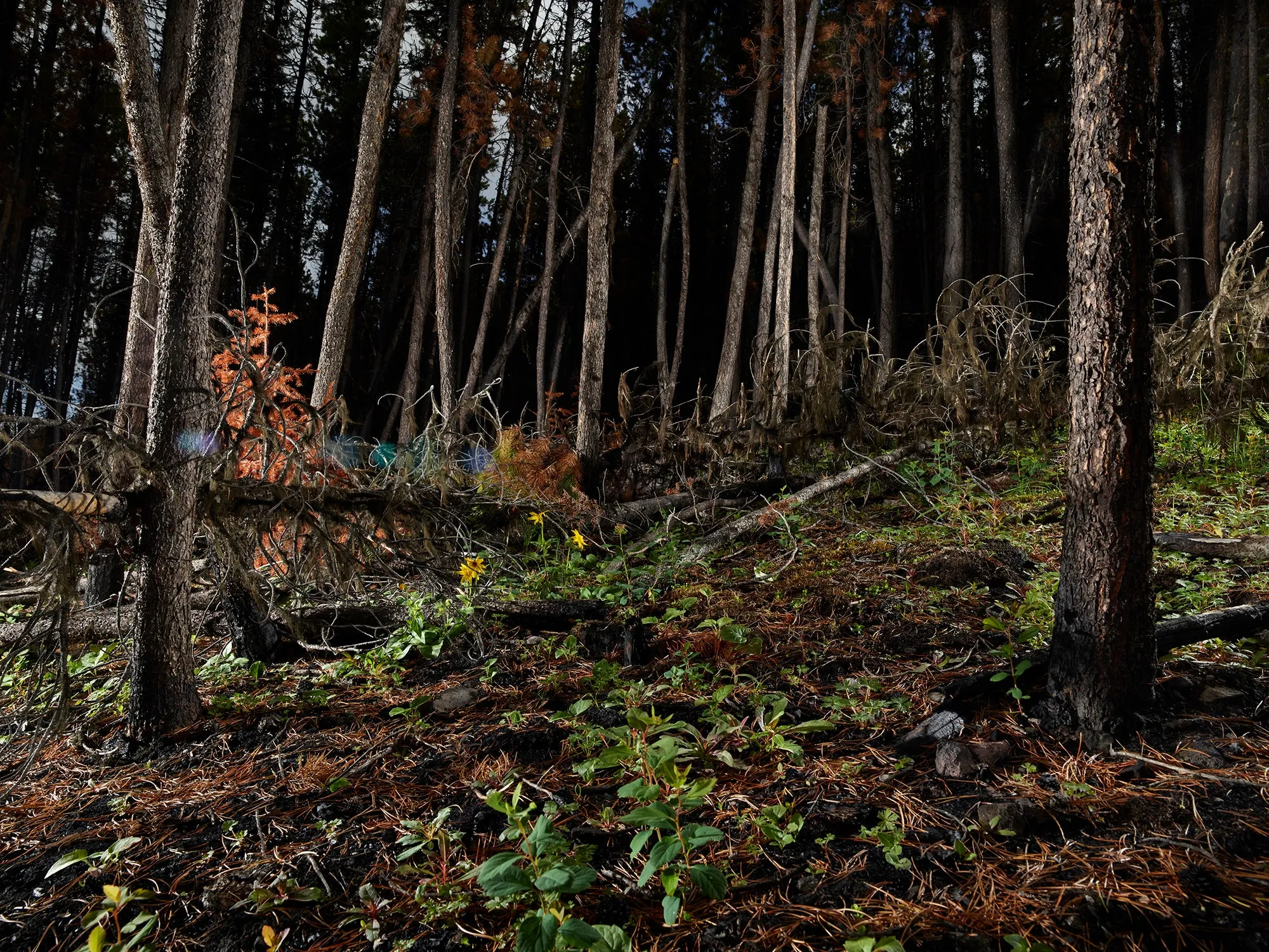 The Tree Planters–Enchanted Forests #07