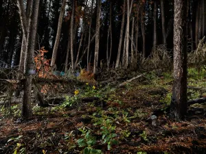 The Tree Planters–Enchanted Forests #07
